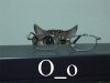 glasses-cat-emote.jpg