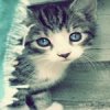 cute kitten4.jpg