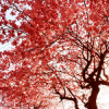Red Tree.png