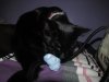 Suki eating blue tack...jpg