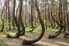 The-Crooked-Forest-Poland-1.jpg