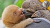baby sloths.jpg
