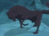 Wolves-in-Anime-wolves-16961823-640-480.jpg