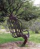 A Chair From a Living Tree !.jpg