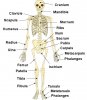skeleton diagram.jpg