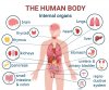 internal organs diagram.jpg
