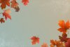 autumn-leaves-background_53876-91481.jpg