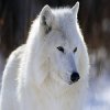 Arctic Wolf.jpg