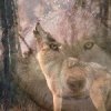 Howling Wolf.jpg