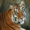 Siberrian Tiger.jpg