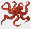 33-337810_drawn-octopus-transparent-background-giant-pacific-octopus-png.png