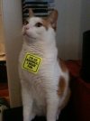 A cat with white and yellow fur is sitted upon a black surface. On it's chest there is a yellow sticker with the words I'M AN ASSHOLE. I WEAR FUR. written in black. The cat looks proud.