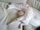 A white tabby cat with orange patterns sleeping on a white couch. It's body is twisted in a weird position.