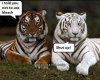 funny-tiger-white-beach-facebook-newfeed-fb-facebook.png