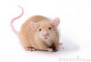 pet-mouse-rodent-animal-13773435.jpeg