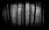 dark-forest-nature-hd-wallpaper-1920x1200-4660.jpg