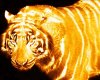 tiger fire.jpg