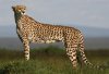 238825-cheetah.jpg