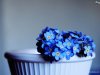 forget-me-not-13a.jpg