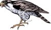A_Colorful_Cartoon_Falcon_Royalty_Free_Clipart_Picture_110116-168526-890053.jpg