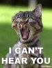 funny-orkut-scraps-funny-cats-images-shouting.jpg