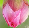 purity-color-lotus-flower-bud-15299186.jpg
