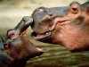 hippopotamus-kiss-pictures.jpg
