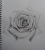 rose_drawing_by_steve_b_666-d2xj299.jpg