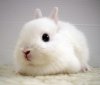 baby,bunny,cute,ears,white-f9d6b2b4359a45a2da60529f13886494_m.jpg