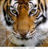 stock-photo-close-up-of-a-tigers-face-13163569.jpg