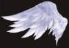 angel-wings-angel-feather-psd0.jpg