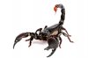 emperor-scorpion-for-sale.jpg