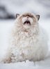 animals-and-first-snow-persian-cat-2.jpg