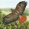 red_tailed_hawk_by_windfalcon-d4s09vl.jpg