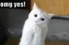 funny-pictures-excited-proposal-cat.jpg