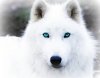 Arctic-Wolf-wolves-6002944-480-379.jpg