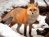 fox_gl.jpg