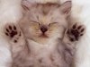 cute_kittens_sleeping.jpg