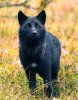 Black Wolf Pup.jpg