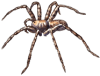 wolf_spider_2_T.png