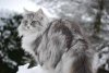 Norwegian Forest Cat.jpg