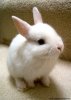 white-bunnies-crafthubs.jpg