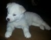 3-stunning-white-husky-puppies-525d95078219b.jpg