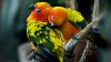 birds-beautiful-colorful-bird-wallng_623422.jpg