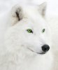 wolf_in_snow_with_green_eyes_by_turkiye2009.jpg
