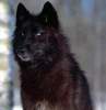 Blue-eyes-black-wolf-2.gif
