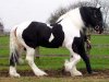 Shire Draft Horse.jpg