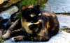 Animal-spotted-cat-2-backgrounds-wallpapers.jpg