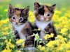 two_cute_kittens_wallpaper.jpg