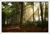 forest-for-the-trees3-mystical_forest_by_angeloftheeast.jpg